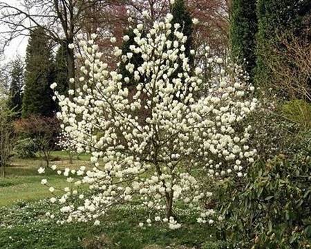 MAGNOLIA POŚREDNIA BIAŁA Magnolia soulangeana Alba Superba SADZONKA P9